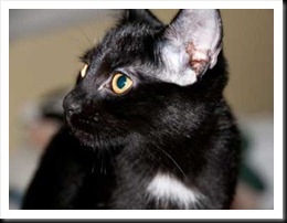 black-kitten