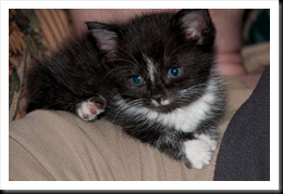 widget-day-1
