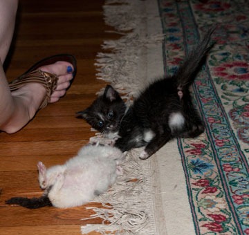 [widget-play-with-spry[4].jpg]