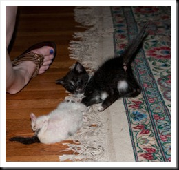 widget-play-with-spry