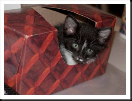 widgit-tissue-box