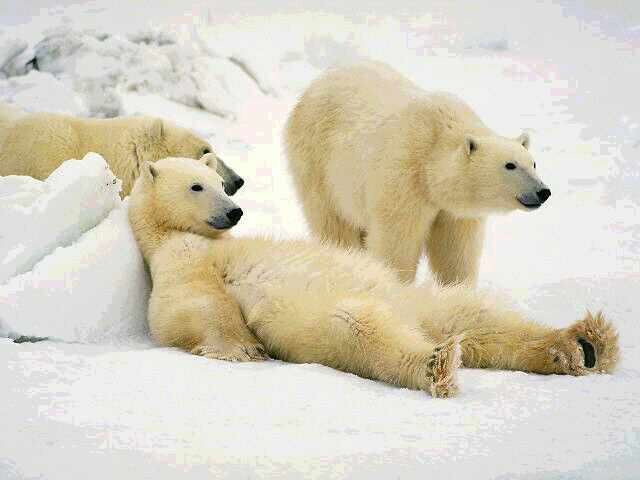 Urso Preguiça
