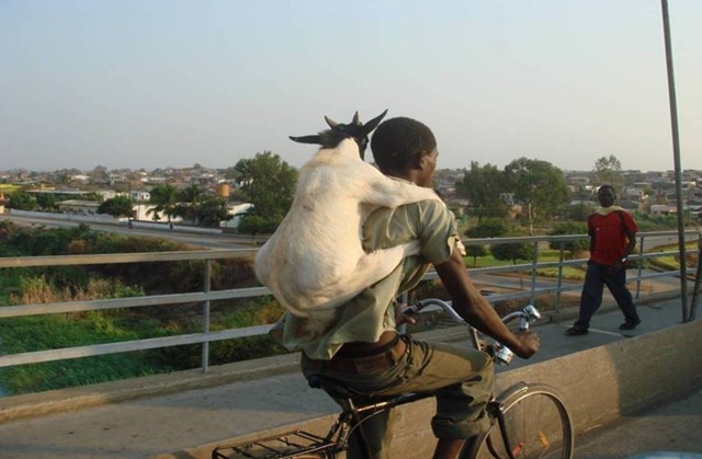 [goat20.jpg]