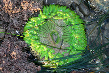 Anemonie