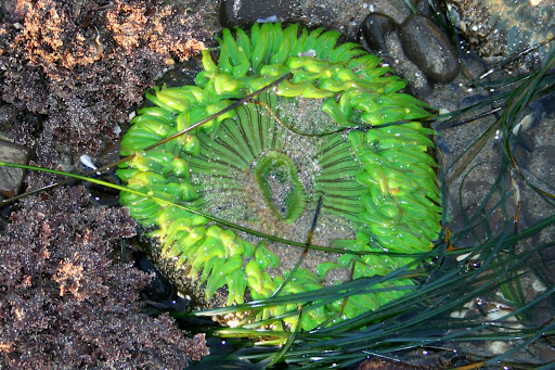 Anemonie