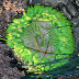 Anemonie