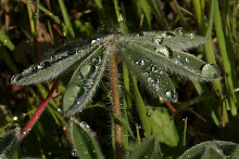 Dew