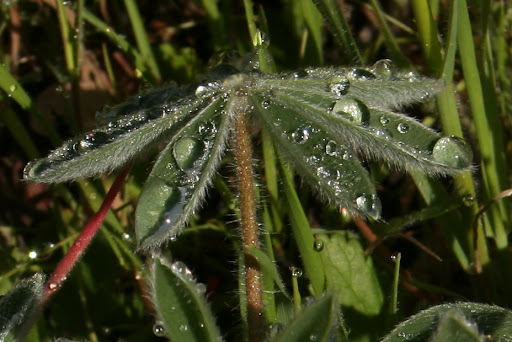 Dew