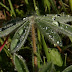 Dew