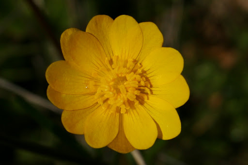 California%20buttercup