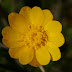 California%20buttercup