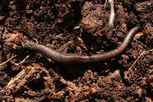 California%20slender%20salamander