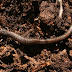 California%20slender%20salamander