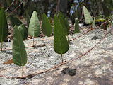 IMG_0790.jpg