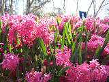 More hyacinths