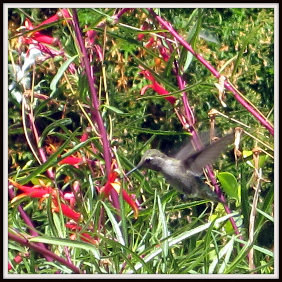 Spotting Image 1