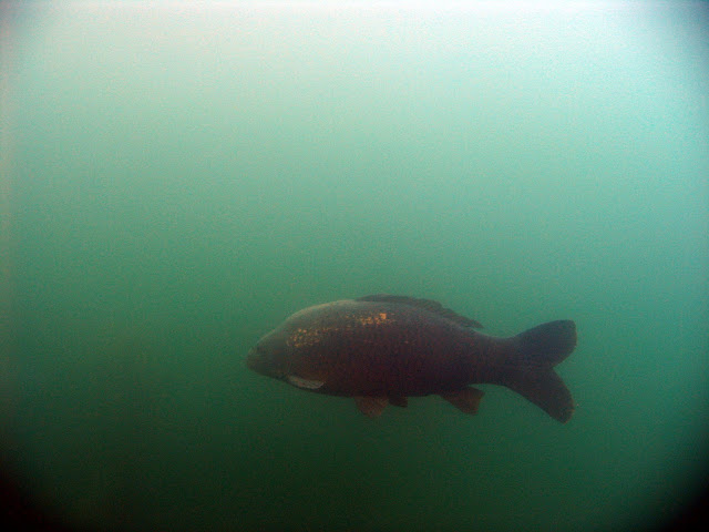 Fisch