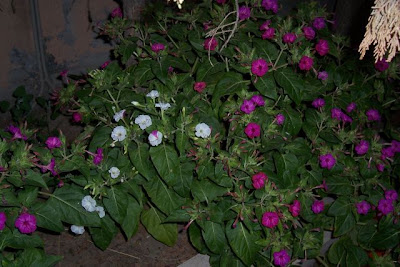 Image of Bella di notte