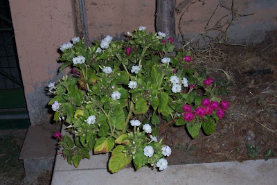 Image of Bella di notte