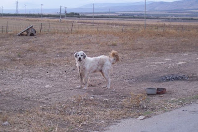 Image of Cane pastore maremmano-abruzzese