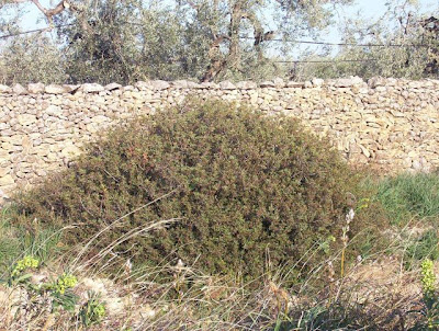 Image of Lentisco