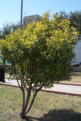 Image of Photinia