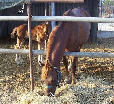 Image of Cavalli