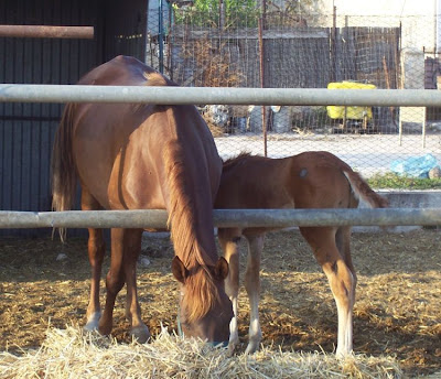 Image of Cavalli