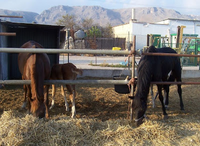 Image of Cavalli