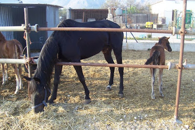 Image of Cavalli