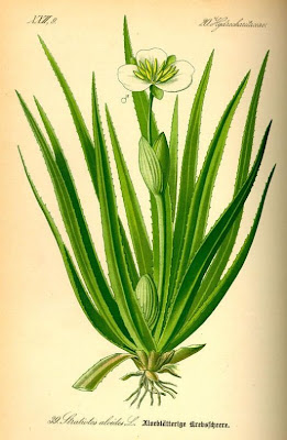 Water-soldier