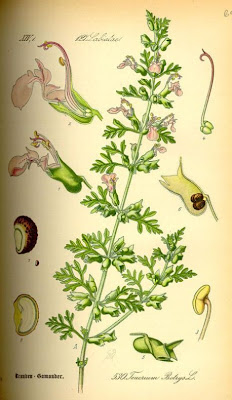 Teucrium botrys L.