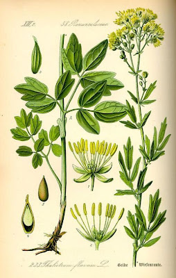 Yellow meadow-rue