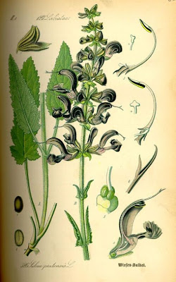 Salvia pratensis L.