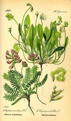 Erba-lombrica comune