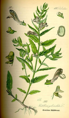 Scutellaria galericulata L.