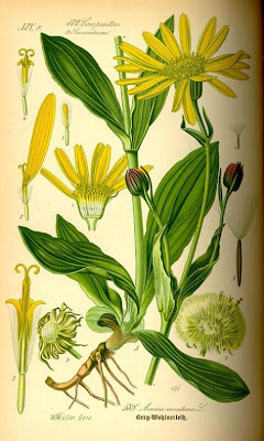 European arnica