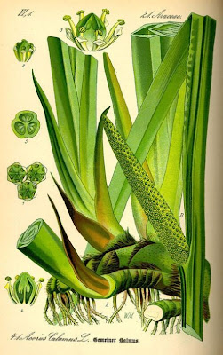 Acorus calamus,
acore calame,
acore odorant,
acore vrai,
calamo,
Calamo aromatico,
calamus,
calam&iacute;s,
c&aacute;lamo arom&aacute;tico,
c&aacute;lamo arom&aacute;tico,
flagroot,
Kalmus,
myrtle-flag,
sweet calamus,
sweet-flag,
sweetflag