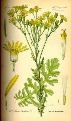 Jacobaea vulgaris,
erva-lanceta-do-Canad&aacute;,
Senecione di S. Giacomo,
St. James'-wort,
stinking Willie,
tansy ragwort