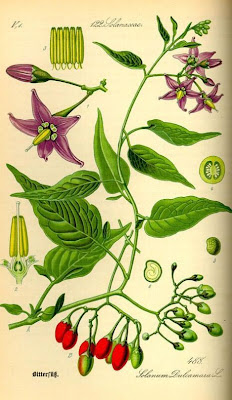 Climbing nightshade Climbing nightshade