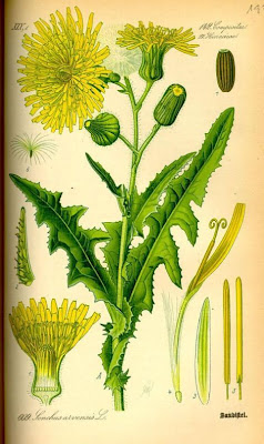 Corn sow thistle Corn sow thistle