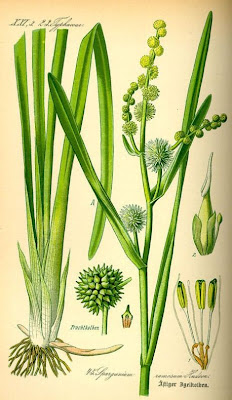Simple-stem burr-reed Simple-stem burr-reed