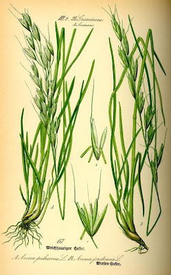 Avenula pubescens,
Avena pubescente,
downy alpine oatgrass Avenula pubescens,
Avena pubescente,
downy alpine oatgrass