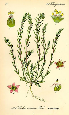 Bassia laniflora,
Granata arenaria Bassia laniflora,
Granata arenaria
