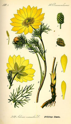 Oxeye