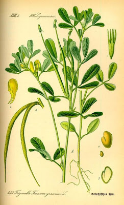 Alholva Alholva