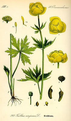 Trollius europaeus L.