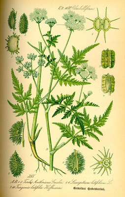 Lappola maggiore