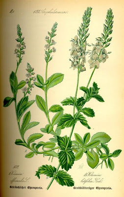 Gypsyweed