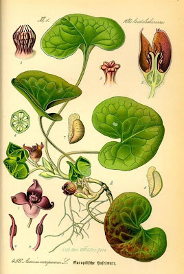 Asarum europaeum L.